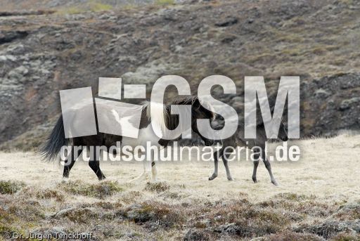 Islandpferde (14 von 50).jpg